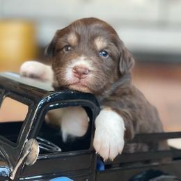 Bailey - Red tri-color female Australian Shepherd puppy in Marshall, Virginia from Greywood Farm Aussies