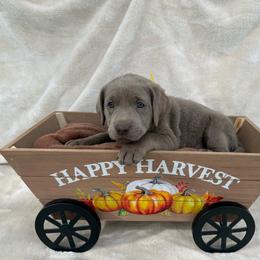 Silver yellow collar - Silver female Dilute Retriever puppy in Teton County, Montana from East Front Labradors & Treasure State Schnauzers