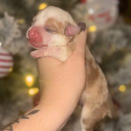 Onyx - Fawn merle male American Corgi puppy in East Oakdale, California from Rhettro Kennels