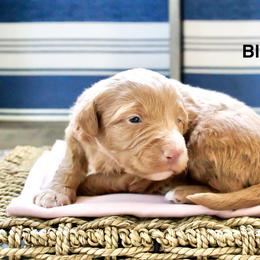 Blonde Girl - Cream female Aussiedoodle puppy in Burkesville, Kentucky from Bline’s Awesome Aussies & Doxies at the Bline Family Farm