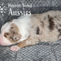 Leo - Red merle Australian Shepherd puppy in Grand Island, Nebraska from Heaven Scent Aussies