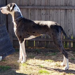 Great Dane Puppies from Sarabi’s Pride of Danes