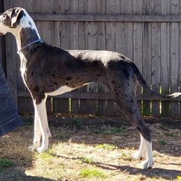 Great Dane Puppies from Sarabi’s Pride of Danes