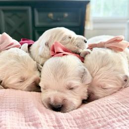 Pick 3 - Light golden female Golden Retriever puppy in Deer Lodge, Tennessee from SelahGold