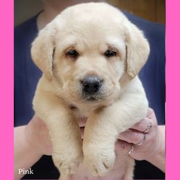 Pink collar girl - Yellow female Labrador Retriever puppy in Nacogdoches, Texas from Westlane Dogs