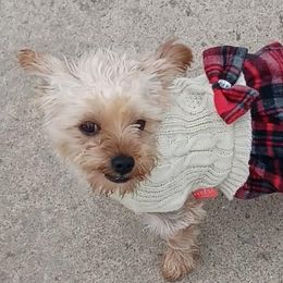 Yorkshire Terriers from TBFB