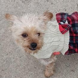 Yorkshire Terriers from TBFB