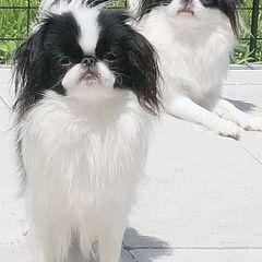 Japanese Chins and West Highland White Terriers from kennel ASTRAGUS