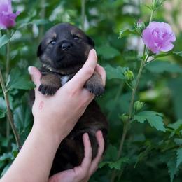 Dutch Shepherd Puppies from Oak Creek K9