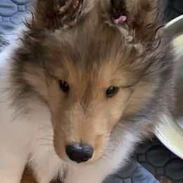 Sei Bella George - Sable and white male Shetland Sheepdog puppy in Cedar Springs, Michigan from Sei Bella Shelties