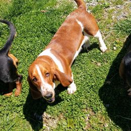 Layla - Basset Hound