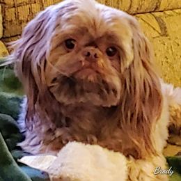 Shih Tzu All Grown Up from ShihTzuCt