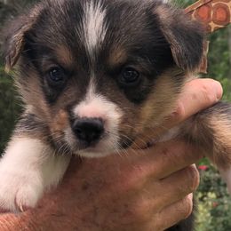 Pembroke Welsh Corgi Puppies from Miss Red's Corgi Farm