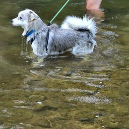 Pomsky Puppies from Ultimate Pomskies LLC