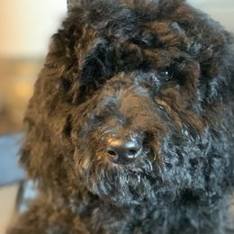 Lacey (Carter) - Goldendoodle puppy in Cleburne, Texas from Sugar Fig Kennel