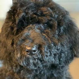 Lacey (Carter) - Goldendoodle puppy in Cleburne, Texas from Sugar Fig Kennel