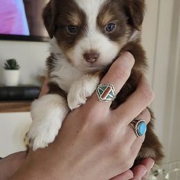 Miniature Australian Shepherd Puppies from Holy Ghost Ranch