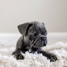 French Bulldog Puppies from Wind Ridge Frenchies