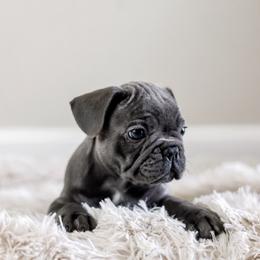 French Bulldog Puppies from Wind Ridge Frenchies