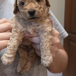 Poodle Puppies from Poodle Love