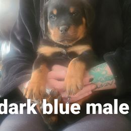 Boy 2 - Rottweiler puppy in Maplewood Park, Ohio from Outlaw Rottweilers and Training