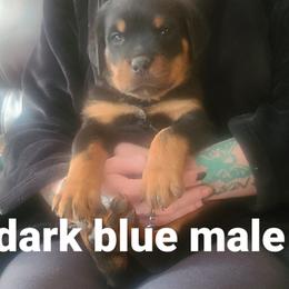 Boy 2 - Rottweiler puppy in Maplewood Park, Ohio from Outlaw Rottweilers and Training