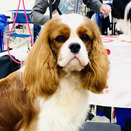 Zevon - Cavalier King Charles Spaniel