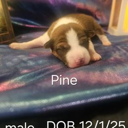 Pine - Red and white male Basenji puppy in New Providence, Pennsylvania from Buck Iron Stables Kennel