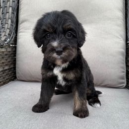 Pearl - Phantom female Bernedoodle puppy in Grand Blanc, Michigan from Halsey Poodles and Doodles