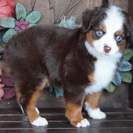 Red Tri 2 Blue Eyes - Red tri male Miniature Australian Shepherd puppy in Lawton, Oklahoma from Lindsey’s Aussies