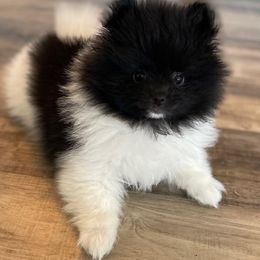 Pomeranian Puppies from Nikki’s lil Pomeranians