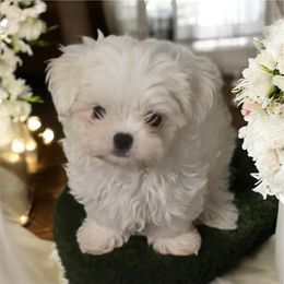 Brandy - White female Maltese puppy in Mooresville, North Carolina from Clearview Canines