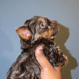Jax - Chocolate and tan male Yorkshire Terrier puppy in Pearl, Mississippi from Amazing Companions Kennel