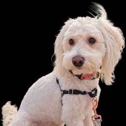 Poppy - Goldendoodle