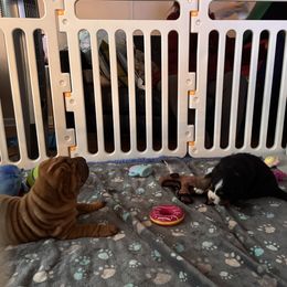 Chinese Shar-Pei All Grown Up from CarPeiDiem Chinese Shar-Pei