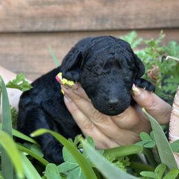 Poodle Puppies from Aura & Luxe Poodles