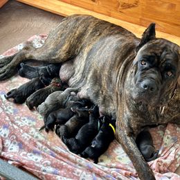 Cane Corso Puppies from Coastal View Kennels