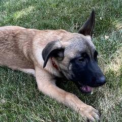 Cat - Fawn sable Belgian Malinois puppy in Pittsburgh, Pennsylvania from Red Rocket Malinois