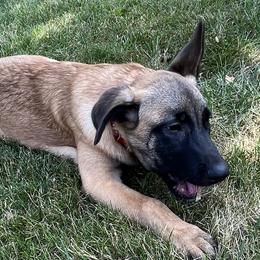 Cat - Fawn sable Belgian Malinois puppy in Pittsburgh, Pennsylvania from Red Rocket Malinois