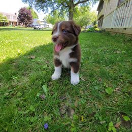 Nelson - Australian Shepherd puppy in Chillicothe, Ohio from Cosmic Aussies