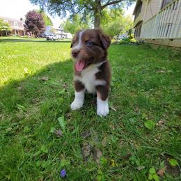 Nelson - Australian Shepherd puppy in Chillicothe, Ohio from Cosmic Aussies