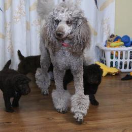 Poodle Puppies from RK'S Pets