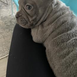 Iris - Blue female French Bulldog puppy in Metairie, Louisiana from Surcouf Frenchie’s