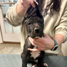 Maker's Mark - Black and white male Great Dane puppy in Chapmansboro, Tennessee from Balthrop Bend Farms