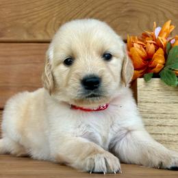 Layla - Light golden female Golden Retriever puppy in Doniphan, Missouri from Stockford’s Golden Retrievers