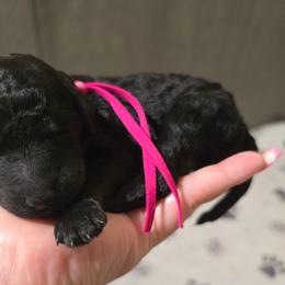 Opal - Pink Collar - Black female Poodle puppy in Phoenix, Arizona from Desert Diamond Poodles