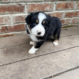 Oscar - Black tri-color male Australian Shepherd puppy in Yelm, Washington from Country Rose Australian Shepherds