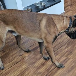Belgian Malinois Puppies from Love Belgian Malinois