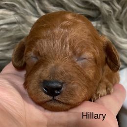 Hillary - Red female Cavapoo puppy in Lebanon, Missouri from Cobbs Creek Canines