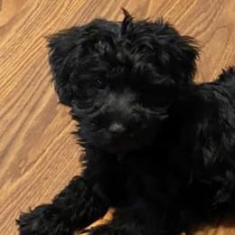 Assorted Doodle Crosses, Cotons de Tulear, Miniature Schnauzers, Poodles, and Schnoodles from A Bundle of Love